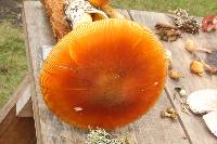 Amanita yema image