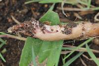 Lactarius lignyotellus image