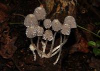 Coprinellus disseminatus image