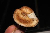 Inocybe fraudans image