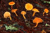 Hygrophoropsis aurantiaca image