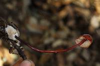 Marasmius plicatulus image