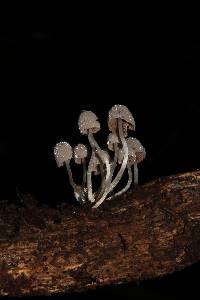 Coprinellus disseminatus image