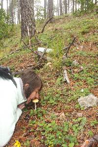 Amanita gemmata image