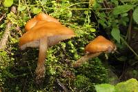 Psilocybe muliercula image