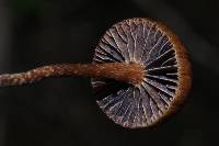 Psilocybe coprophila image