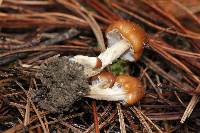 Psilocybe muliercula image