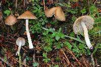 Image of Inocybe kauffmanii