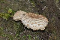 Boletellus ananas image