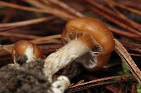 Psilocybe muliercula image