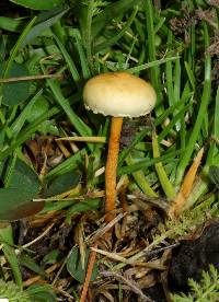 Agrocybe pediades image