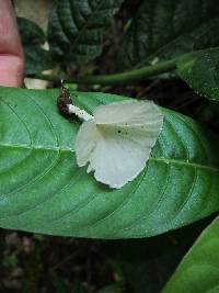 Cotylidia diaphana image