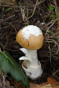 Amanita velosa image