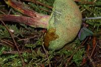 Pulveroboletus ravenelii image