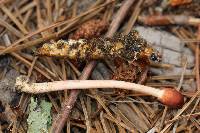 Ophiocordyceps gracilioides image