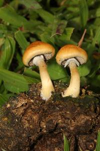 Psilocybe cubensis image