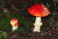 Amanita muscaria subsp. flavivolvata image