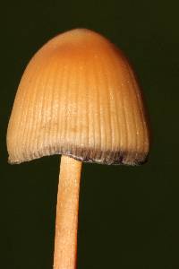 Psilocybe mexicana image