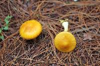 Amanita flavoconia image