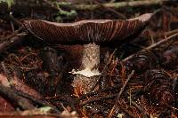 Agaricus hondensis image