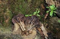 Psilocybe zapotecorum image