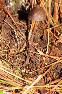 Psilocybe neoxalapensis image