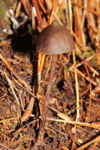 Psilocybe neoxalapensis image