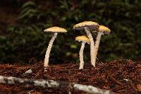 Stropharia ambigua image