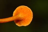 Hygrophoropsis aurantiaca image