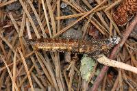 Ophiocordyceps gracilioides image