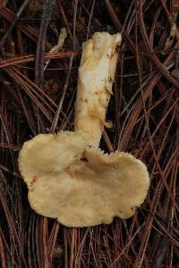 Hydnum umbilicatum image