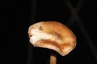 Inocybe fraudans image