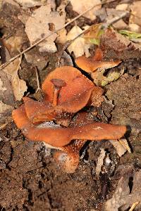 Lactarius rubidus image