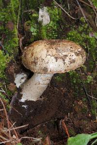 Amanita fallax image