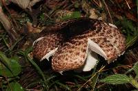 Agaricus subrutilescens image