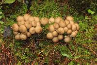 Lycoperdon pyriforme image