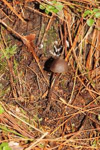 Psilocybe neoxalapensis image