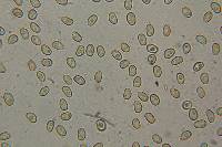 Pholiota lenta image