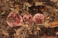 Hygrophorus russula image