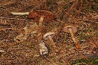 Cortinarius camphoratus image