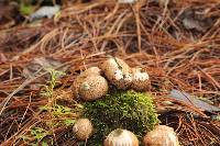 Lycoperdon pyriforme image