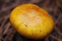 Amanita flavoconia image