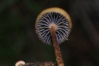 Psilocybe coprophila image