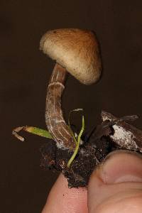 Psilocybe ovoideocystidiata image