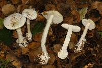 Amanita ocreata image