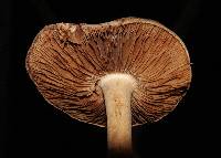 Inocybe fraudans image