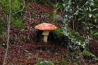 Amanita muscaria subsp. flavivolvata image