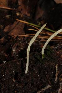 Clavaria acuta image