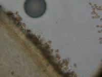 Psilocybe ovoideocystidiata image