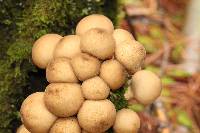 Lycoperdon pyriforme image